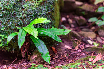 Small green fern in forest close
