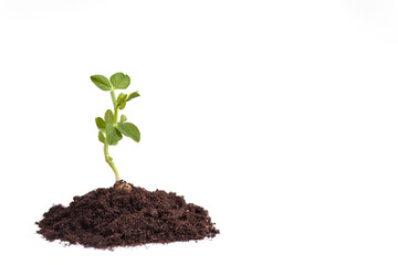 Growing plant pea in soil. Isolated on white background
