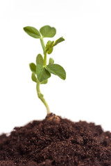 Growing plant pea in soil. Isolated on white background