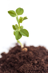 Growing plant pea in soil. Isolated on white background
