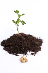 Growing plant pea in soil. Isolated on white background