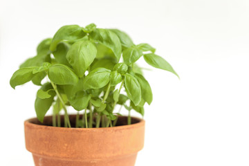 Fresh basil plant in a clay pot. Isolated on white background.