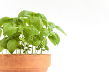 Fresh basil plant in a clay pot. Isolated on white background.