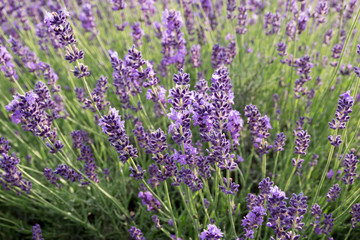 Common Lavender (Lavandula angustifolia)