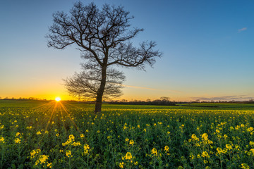 Fototapeta na wymiar Lonely tree on rapeseed field at sunset 