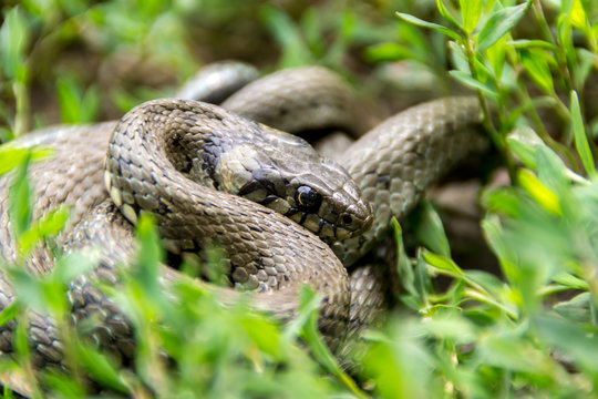 Grass snake ( Natrix natrix).
