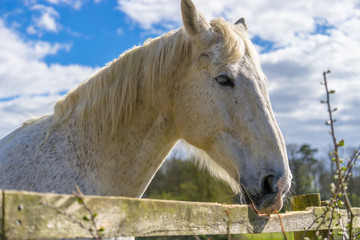 White horse behind wooden fence