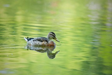 Male mallard duck molting into breeding plumage swimming on lake in a shadow, reflection in green water, sunny summer day, copy space