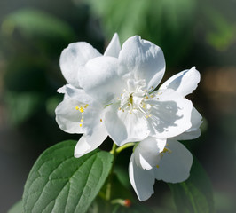 Jasmine flower macro closeup . Philadelphus coronarius L. Blossom jasmine.