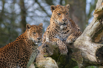 Fototapeta premium Lamparty Sri Lanki. Piękny duży kot zwierzę lub obraz przyrody safari