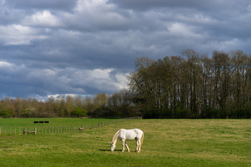 White horse at the green meadow