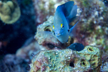 Obraz premium Cute smile on a Small Fish 