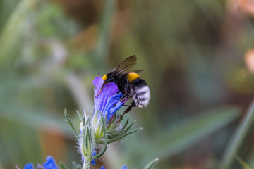 Biene auf Blume 4