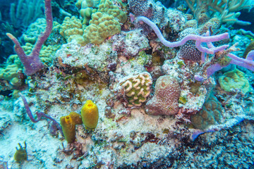 Fototapeta na wymiar coral 