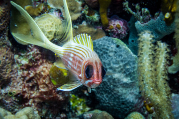 squirrel fish 