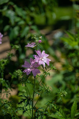Flower in the garden