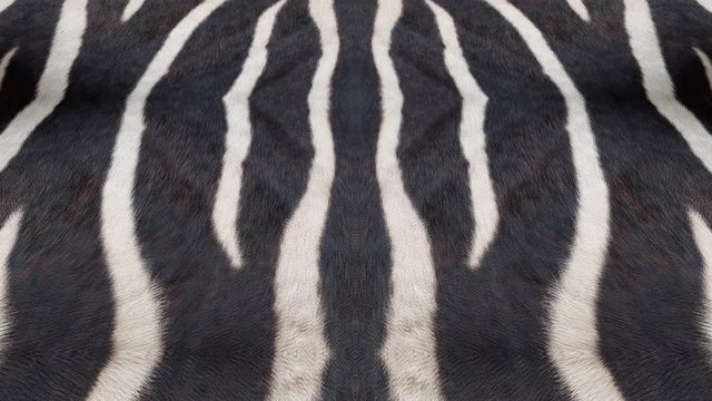 Landing on a surface made of zebra stripes pattern. Beautiful natural abstract design.