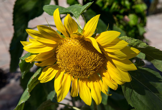 Beautiful Yellow Sunflower, Single Flower Image
