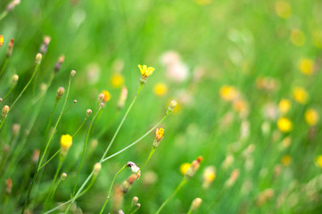 A green meadow full of flowers - wallpaper, background