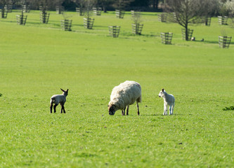 Fototapeta premium Sheep family at the grass field 