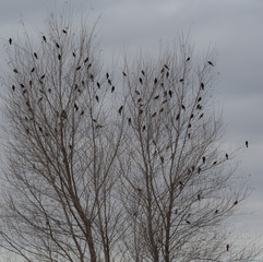 Fototapeta na wymiar Black birds in the tree branches