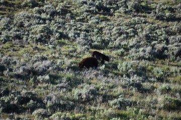 Black Bear sow and cub - Lamar Valley, Yellowstone National Park