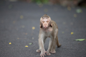 可愛いサル
