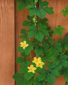 Blossomed cundeamor climbing orange fence