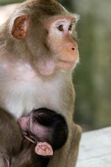 Monkey with baby monkey
