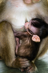 Fototapeta na wymiar Monkey with baby monkey
