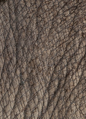 Rhino skin.