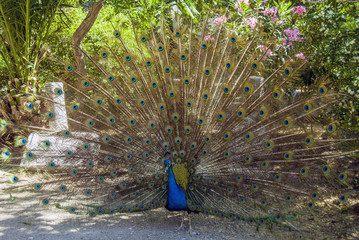 Obraz premium Bodrum, Turkey, 20 May 2010: Peacock
