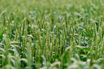 Close up of wheat ears in the field in early summer