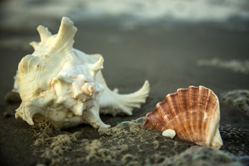 Fototapeta na wymiar Seashells on a North Carolina Beach