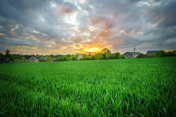 Landscape of green wheat field under scenic summer colorful dramatic sky at sunset