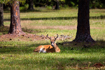 Deer resting in the forest, looking towards the viewer