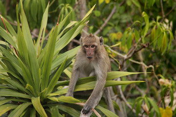 Vietnam Monkey in the Trees
