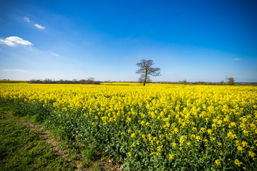 Field of bright yellow rapeseed in spring. Rapeseed (Brassica napus) oil seed rape