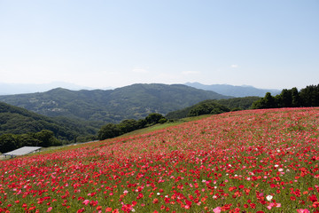 天空のポピー