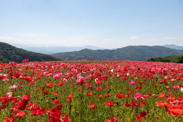 Fototapeta premium 天空のポピー