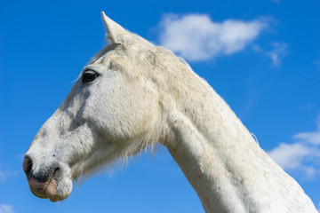Obraz na płótnie Canvas White horse head on blue sky 