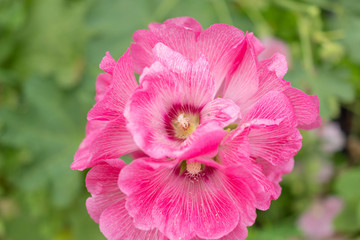 花・ピンク・タチアオイ・ hollyhock	