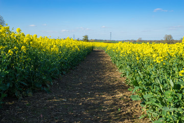Golden rape flower field under blue sky 