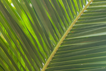 Coconut leaves, which helps shield the sun shine warmly.