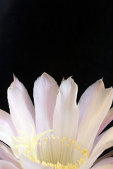 Close Up of a Flowering Cactus In Bloom on Black Background