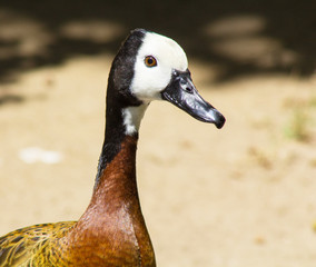Close up White Faced Whistling Duck