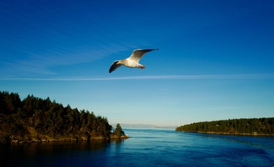 Seabird gliding alongside ferry to Vancouver Island