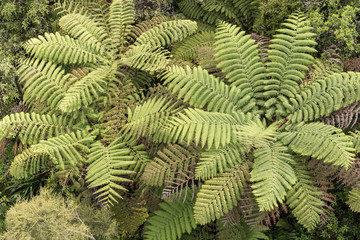 Aerial view of the tops of New Zealand silver tree ferns in a forest.