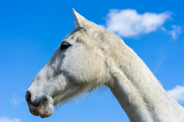 White horse head on blue sky 