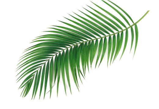 Palm green leaves isolated on white background.